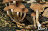 Common stump Brittlestem (Psathyrella piluliformis)
