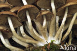 Common stump Brittlestem (Psathyrella piluliformis)