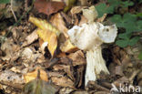 Witte kluifzwam (Helvella crispa)