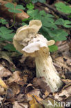 Witte kluifzwam (Helvella crispa)