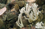 Purple Club Coral (Clavulina coralloides)
