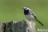 Witte Kwikstaart (Motacilla alba)