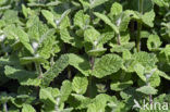 Round-leaved Mint (Mentha suaveolens)