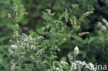 Round-leaved Mint (Mentha suaveolens)