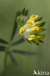 Wondklaver (Anthyllis vulneraria) 