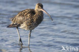 Eurasian Curlew (Numenius arquata) 