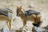 black-backed jackal (Canis mesomelas)