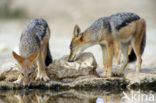 black-backed jackal (Canis mesomelas)