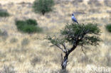 Pale Chanting-Goshawk (Melierax canorus)