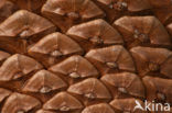 Zeeden (Pinus pinaster)
