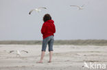 Zilvermeeuw (Larus argentatus)