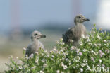 Herring Gull (Larus argentatus)