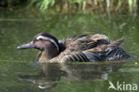 Garganey (Anas querquedula)