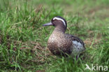 Garganey (Anas querquedula)