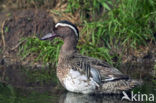Garganey (Anas querquedula)