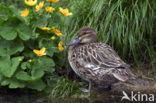 Zomertaling (Anas querquedula) 