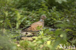 Zomertortel (Streptopelia turtur) 