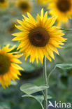 Zonnebloem (Helianthus annuus)