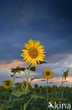 Zonnebloem (Helianthus annuus)