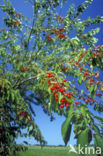 Dwarf Cherry