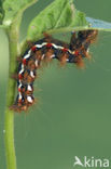 Zuringuil (Acronicta rumicis)