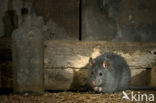 Zwarte rat (Rattus rattus)