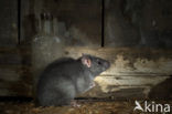 Zwarte rat (Rattus rattus)