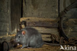 Zwarte rat (Rattus rattus)