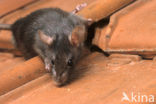 Zwarte rat (Rattus rattus)