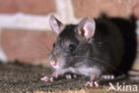 Zwarte rat (Rattus rattus)