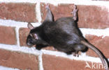 Zwarte rat (Rattus rattus)