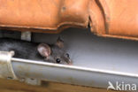 Zwarte rat (Rattus rattus)