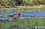 Spotted Redshank (Tringa erythropus)