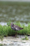 Spotted Redshank (Tringa erythropus)