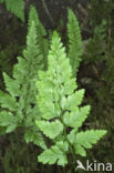 Black Spleenwort (Asplenium adiantum-nigrum)
