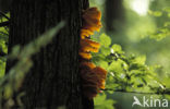 Zwavelzwam (Laetiporus sulphureus)