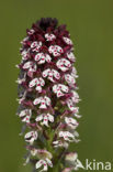 Aangebrande orchis (Neotinea ustulata) 