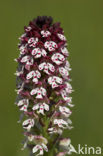Burnt Orchid (Neotinea ustulata)