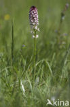 Aangebrande orchis (Neotinea ustulata) 