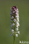 Aangebrande orchis (Neotinea ustulata) 