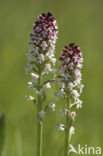 Aangebrande orchis (Neotinea ustulata) 