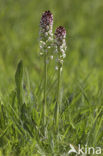 Burnt Orchid (Neotinea ustulata)