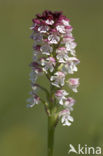 Burnt Orchid (Neotinea ustulata)