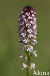 Aangebrande orchis (Neotinea ustulata) 