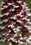 Burnt Orchid (Neotinea ustulata)