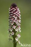 Burnt Orchid (Neotinea ustulata)