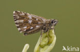 Grizzled Skipper (Pyrgus malvae)