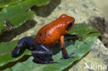 strawberry poison frog (Oophaga pumilio)