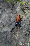 strawberry poison frog (Oophaga pumilio)