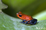 strawberry poison frog (Oophaga pumilio)